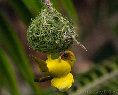 Baglafecht Weaver