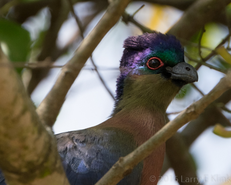 Purple Crested Turaco (Lourie) - Perspective 2