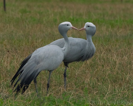 Blue Crane