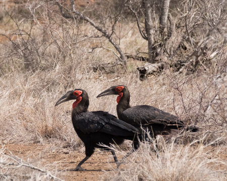 Image of Southern Ground Hornbill - Perspective 1