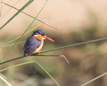 Malachite Kingfisher