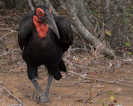 Image of Southern Ground Hornbill - Perspective 2