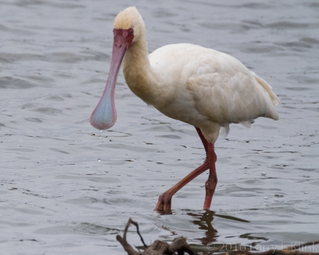 African Spoonbill