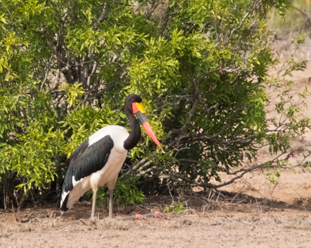 Saddle Beaked Stork