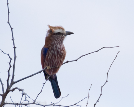 Purple Roller