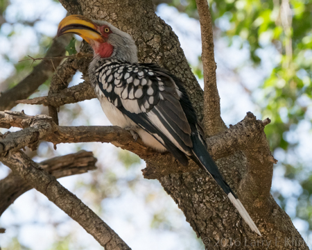 Image of Yellow Billed Hornbill - Perspective 1