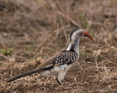 Image of Red Billed Hornbill