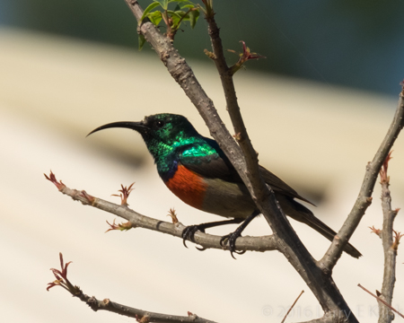 Orange Breasted Sunbird