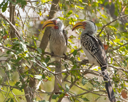 Image of Yellow Billed Hornbill - Perspective 2