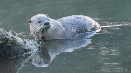 Image of River Otter - Perspective 1