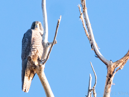 Image of Peregrine Falcon