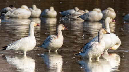 Snow Geese