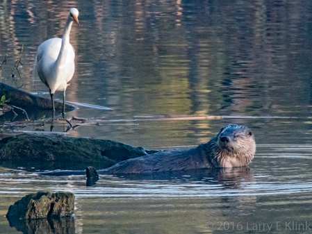 Image of River Otter and Egret