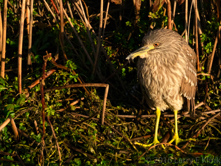 Image of Juvenille Black Crowned Night Heron