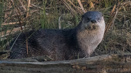 RIver Otter - Perspective 4