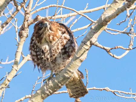 Image of Red Shouldered Hawk