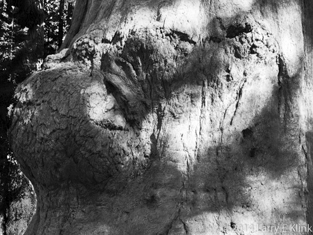 Image of a burl on the trunk of a giant sequoia tree.