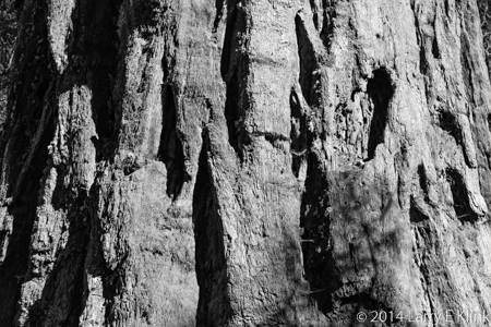 Image of part of the trunk of a Giant Sequoia