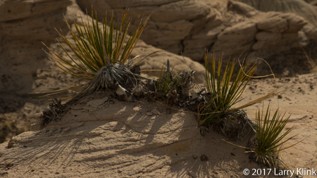 Image of Desert Grass