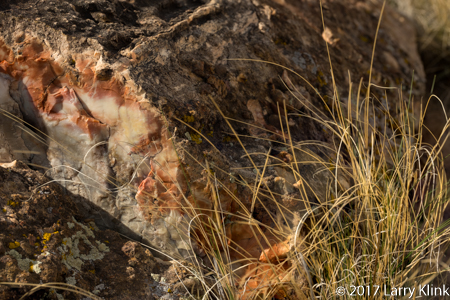 Image of section of a petrified log