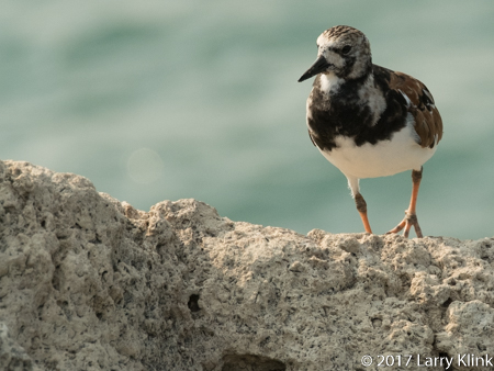 Image of a ruddy turnstone