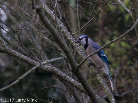 Image of blue jay