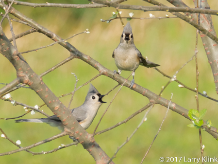 Image of Tufted Titmouse