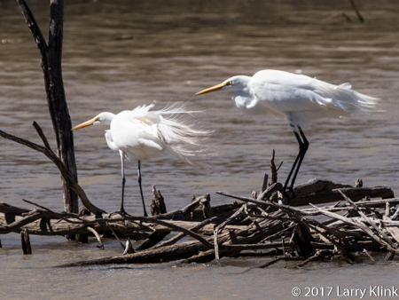 Image of a pair of wind blown great egrets