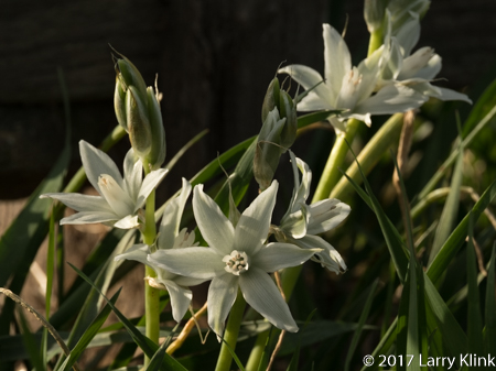 Image of a wildflower called Star of Bethlehem, Antietam National Battlefield, MD, USA, APR 2017