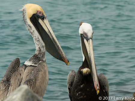 Image of a pair of brown pelicans