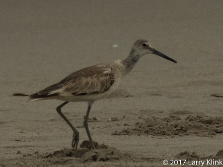 Image of Non-breeding male willet