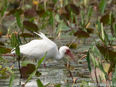 Image of white ibis in Okefenokee Swamp