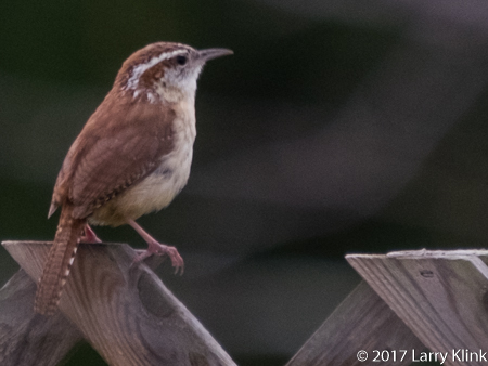 Image of Carolina Wren