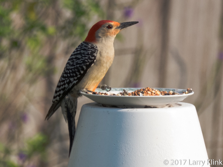 Image of red-bellied woodpecker at feeder