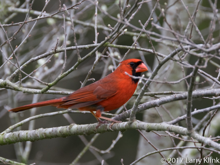 Image of a male cardinal