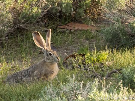 Image of a Black-tailed Jackrabbit, Bodie, CA, JUN 2017