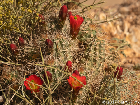 Image of wildflower: Hedgehog Cactus, Arches National Park, UT, APR 2017