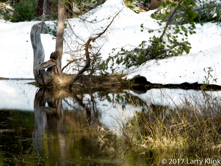 Image of a tree stump reflected in a pond. Glacier Point Road, Yosemite National Park, MAY 2017