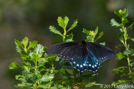 Image of a Spicebush Swallowtail butterfly, American River Parkway, Folsom, CA, JUN 2017