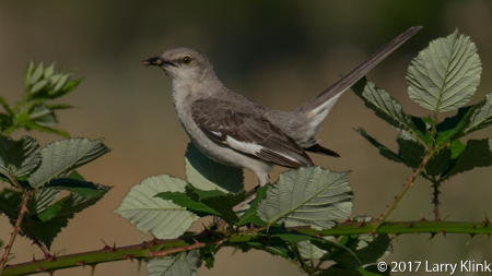 Image of a Northern Mockingbird, American River Parkway, Folsom, CA, JUN 2017