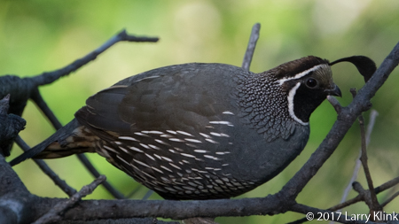 Image of a California Quail, American River Parkway, Folsom, CA, JUN 2017