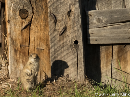 IMage of a Belding's Ground Squirrel, Bodie, CA JUN 2017