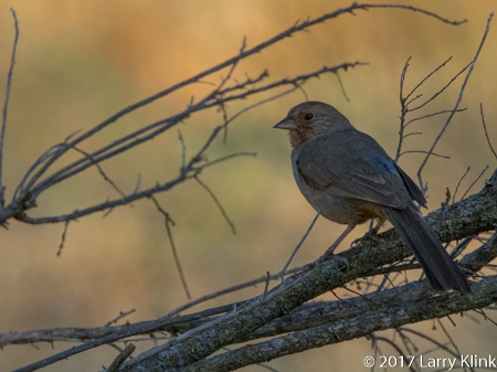 Image of a California Towhee, American River Parkway, Folsom, CA, JUN 2017