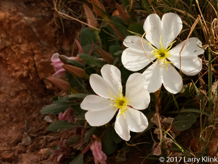 Image of wildflower: Pale Evening Primrose, Arches National Park, UT, APR 2017