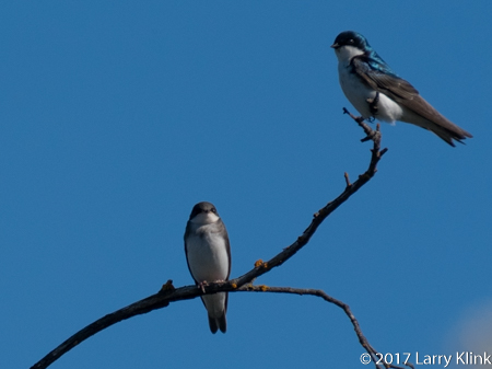 Image of a pair of Tree Swallows, American River Parkway, FOlsom, CA, JUN 2017