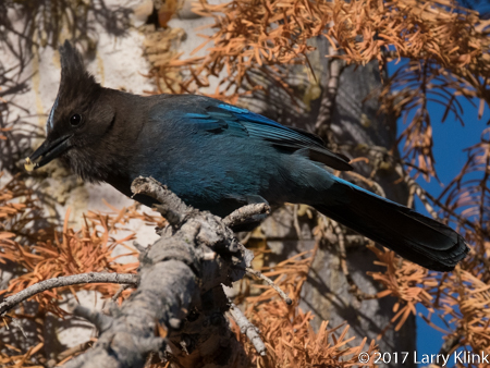 Image of a Steller's Jay, Yosemite National Park, MAY 2017