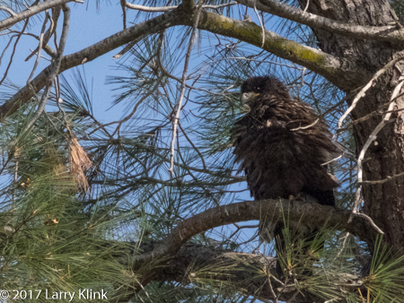 Image of an Eaglet - Bald Eagle Chick, American River Parkway, Folsom, CA, MAY 2017