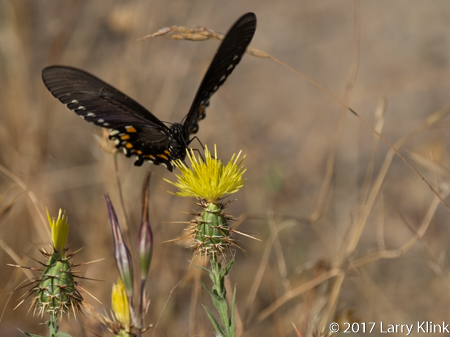 IMage of a Spanish Swallowtailbutterfly, American River Parkway, Folsom, CA, JUN 2017