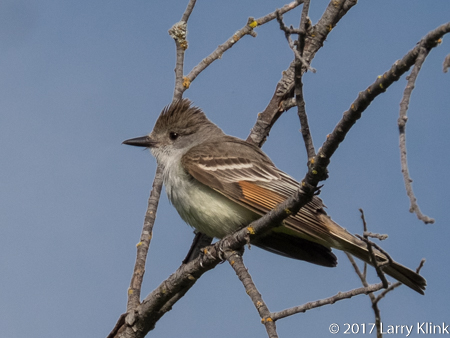 Image of an Ash-throated Flycatcher, American River Parkway, FOlsom, CA, JUN 2017