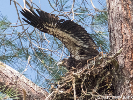 Image of an Eaglet - Bald Eagle Chick, American River Parkway, Folsom, CA, MAY 2017
